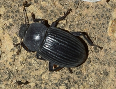 Phylan gibbulus