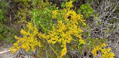 Solidago chapmanii image