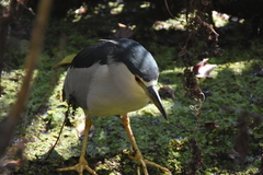 Nycticorax nycticorax image