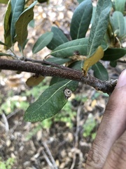 Dryocosmus juliae