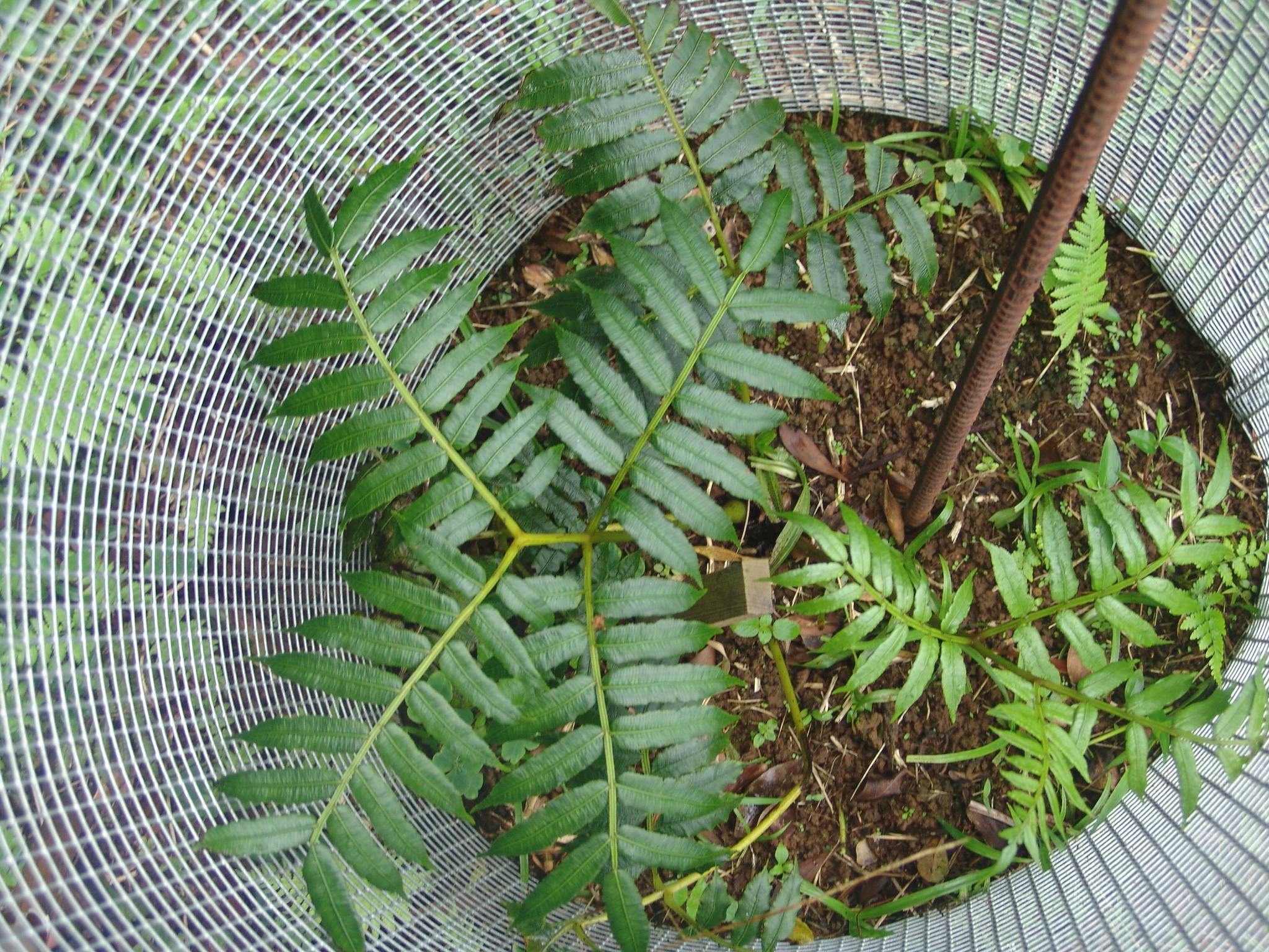 Ptisana purpurascens