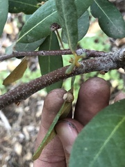 Dryocosmus juliae