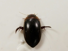 Hydaticus bimarginatus