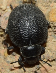 Pimelia rotundata