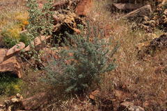 Asparagus capensis capensis