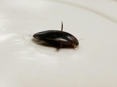 Hydaticus bimarginatus