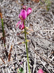Indigofera sp-aff-humifusa
