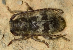 Parmena pubescens