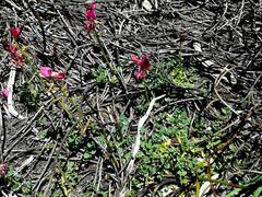 Indigofera sp-aff-humifusa