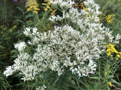 Eupatorium altissimum