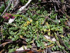 Indigofera sp-aff-humifusa