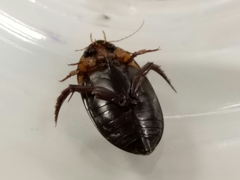 Hydaticus bimarginatus