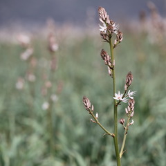 Asphodelus aestivus