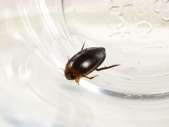 Hydaticus bimarginatus