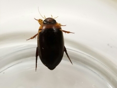 Hydaticus bimarginatus