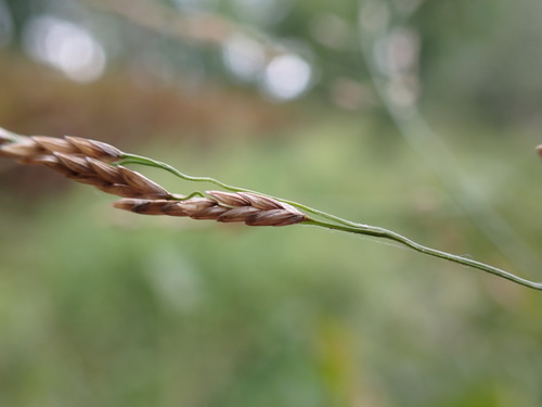 reed meadowgrass