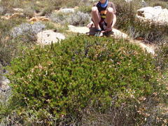 Protea witzenbergiana