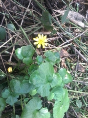 Ficaria verna ficariiformis