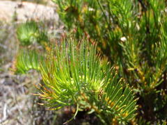 Protea witzenbergiana