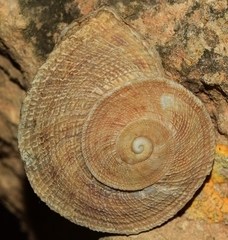 Iberus gualtieranus gualtieranus