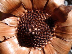 Protea witzenbergiana