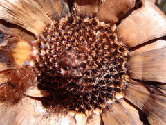 Protea witzenbergiana