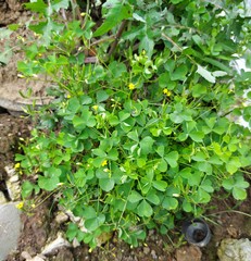 Oxalis stricta