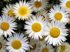 Helichrysum argyrolepis