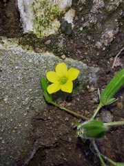 Oxalis stricta
