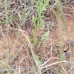 Engelmannia peristenia