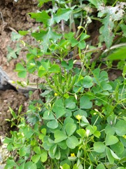 Oxalis stricta