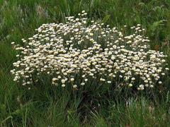 Helichrysum argyrolepis
