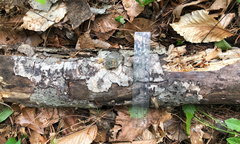 Xylodon subflaviporus