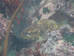 Sebastes rastrelliger