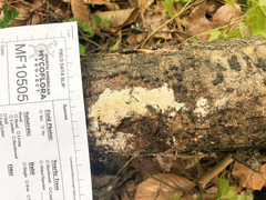 Xylodon subflaviporus