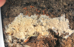 Xylodon subflaviporus