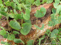 Ipomoea obscura obscura