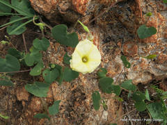 Ipomoea obscura obscura