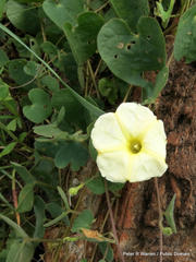 Ipomoea obscura obscura