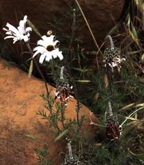 Ursinia pilifera