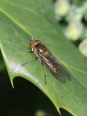 Meliscaeva auricollis
