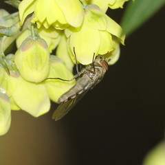 Meliscaeva auricollis