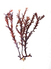 Pterosiphonia complanata