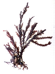 Pterosiphonia complanata
