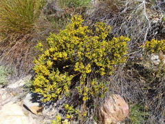 Erica parilis parilis