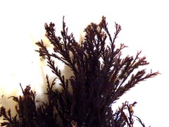 Pterosiphonia complanata