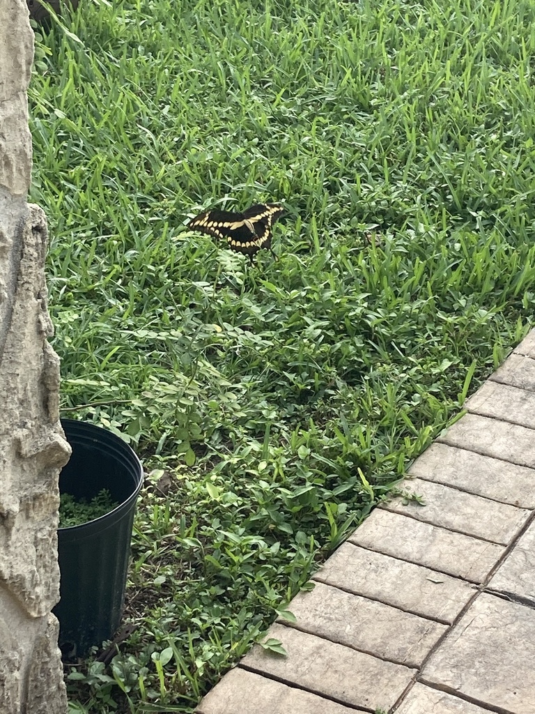 Giant swallowtail (Papilio cresphontes)