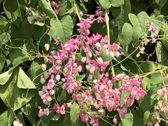 Antigonon