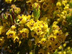 Erica parilis parilis