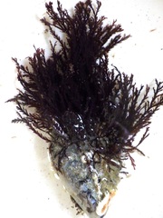 Pterosiphonia complanata